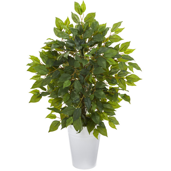 Rona 16" Artificial Ficus Plant in Planter Wayfair.ca